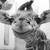 :iconkrizia-and-llamas: