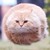:iconkrome-tone: