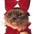 :iconkruspefish: