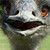 :iconkrystal8765: