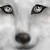 :iconkrystall-wolf: