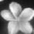:iconkrystenriff: