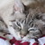 :iconkrystlepaints: