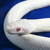 :iconksenia8elegantsnake: