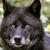 :iconkshadow1151:
