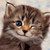 :iconkspfc10: