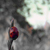 :iconksv-nl: