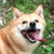 :iconkuchuwolf: