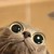 :iconkuk-mig: