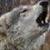 :iconkullenwulf: