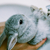:iconkundzia1234:
