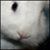 :iconkuraiwolf: