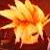 :iconkuraiyume: