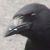 :iconkuratorhugin: