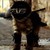 :iconkuroininja: