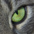 :iconkurtfox: