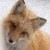 :iconkutexxxkitsune: