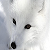 :iconkutsune: