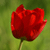 :iconkv-photoart: