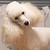 :iconkvboyer: