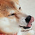 :iconkwaidare: