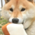:iconkwaidare: