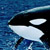 :iconkwhale:
