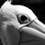 :iconkwheatland: