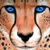 :iconkwikcheetah: