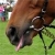 :iconky-stock: