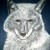 :iconkyit: