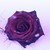 :iconkylascott: