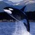 :iconkyletheshamu: