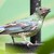 :iconkylevonbird: