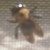 :iconkyliecookies:
