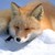 :iconkyo-the-fox: