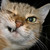 :iconkyotodubcore: