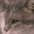 :iconkyria-neko-chan: