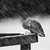 :iconkys385: