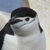 :iconkytkat: