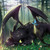 :iconkzzy-nighshade: