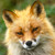 :iconl0nekitsune: