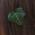 :iconl1ttl3leaf: