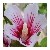 :iconl-herbe-folle: