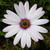 :iconl-julia-l: