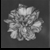 :iconla-mort-du-coeur: