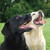 :iconlabdogs:
