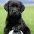 :iconlabrador890: