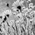 :iconlaced-wings:
