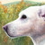 :iconlacee-shaw: